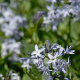 Colorado Desert Blue Star